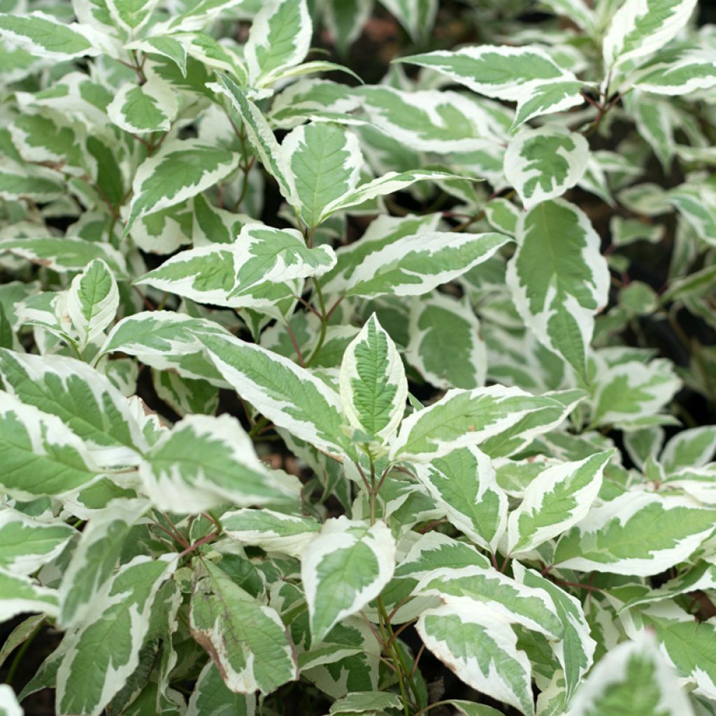Pensaskanukka Elegantissima
