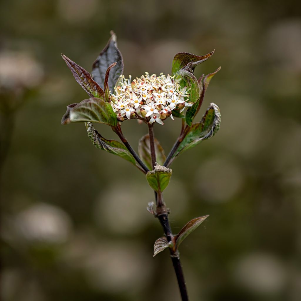 Pensaskanukka Kesselringii