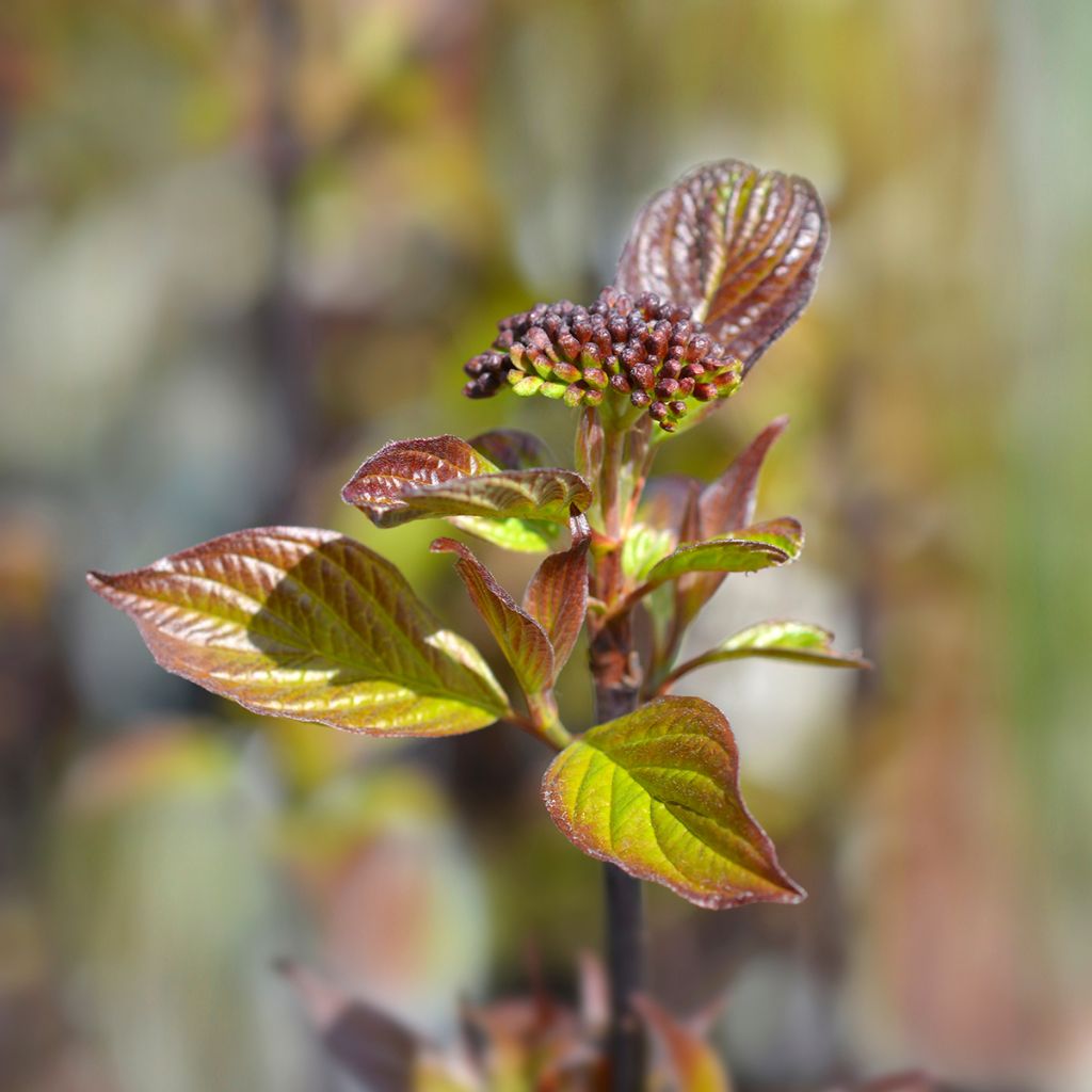 Pensaskanukka Kesselringii
