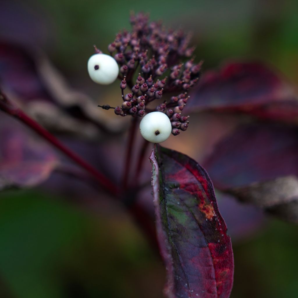 Pensaskanukka Siberian Pearls