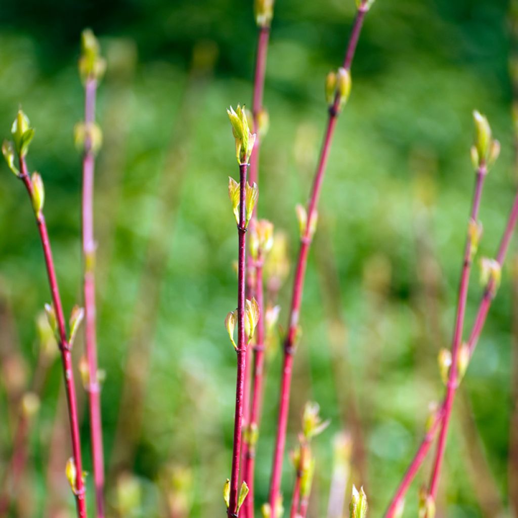 Pensaskanukka Sibirica