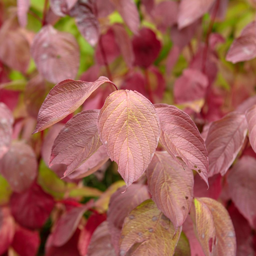 Pensaskanukka Sibirica