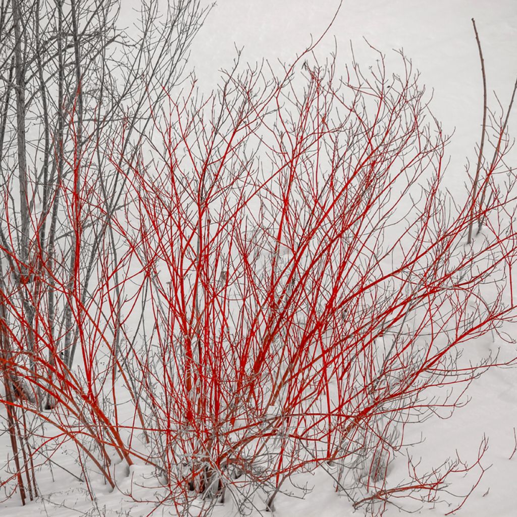 Pensaskanukka Sibirica