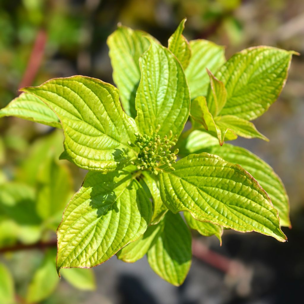 Pensaskanukka Sibirica