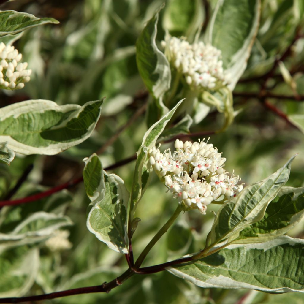 Pensaskanukka Sibirica Variegata
