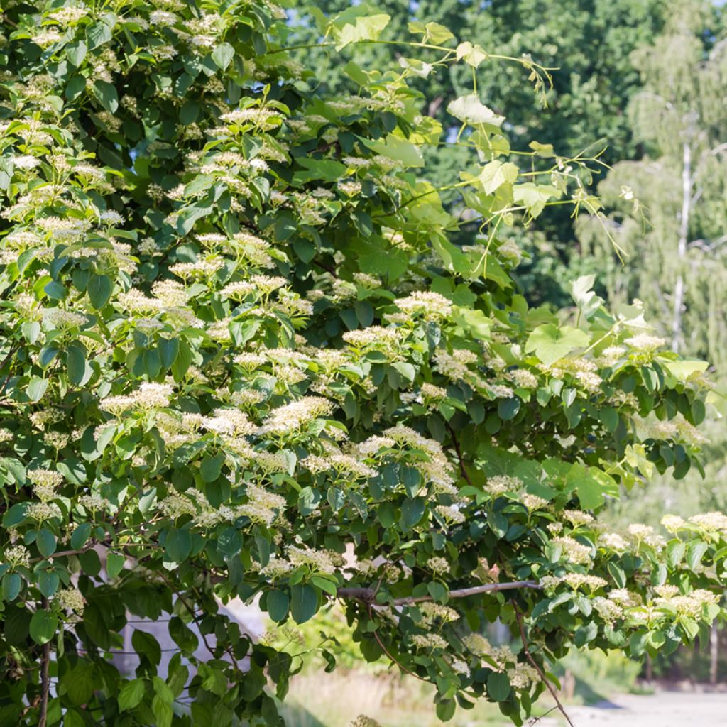 Lännenpagodikanukka - Cornus alternifolia