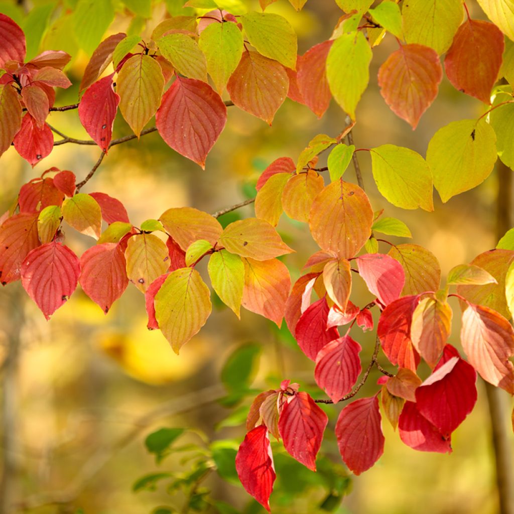 Lännenpagodikanukka - Cornus alternifolia