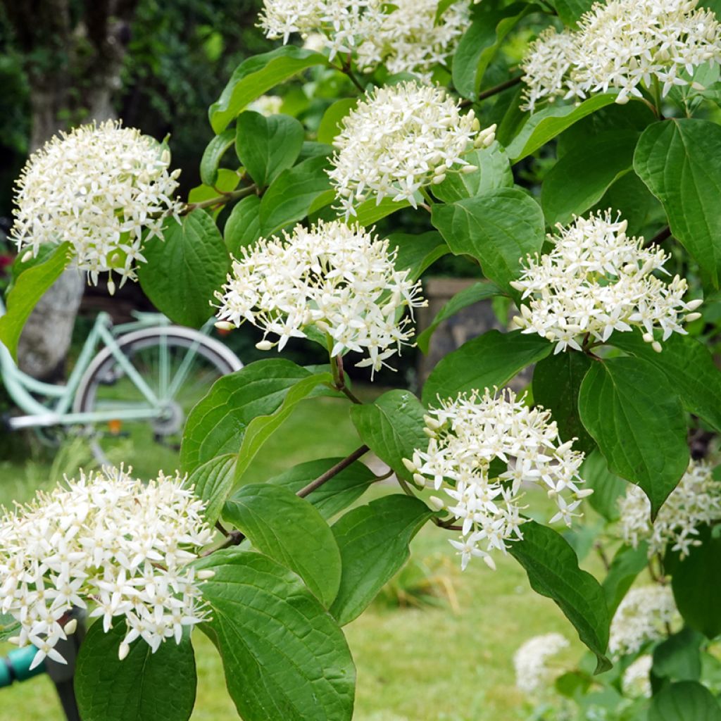 Lännenpagodikanukka - Cornus alternifolia