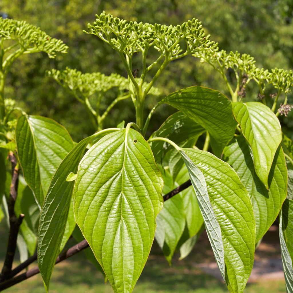 Lännenpagodikanukka - Cornus alternifolia