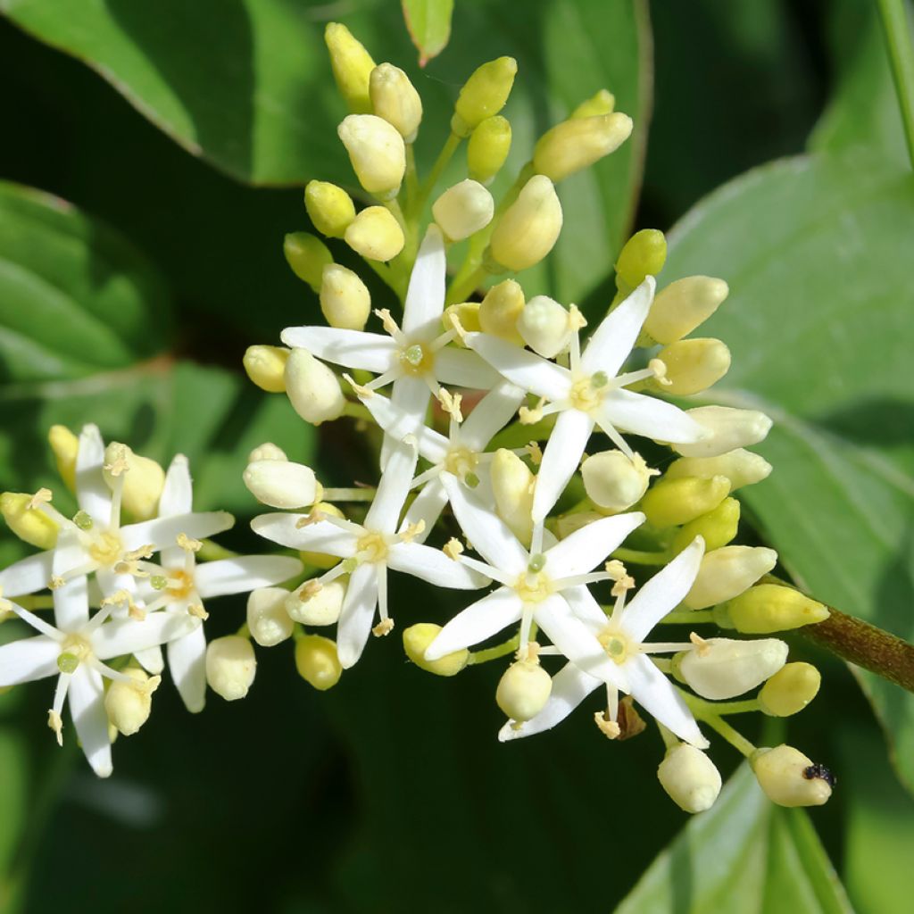 Lännenpagodikanukka - Cornus alternifolia