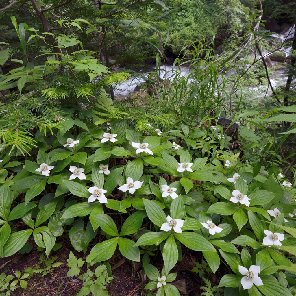 Kanadanruohokanukka - Cornus canadensis