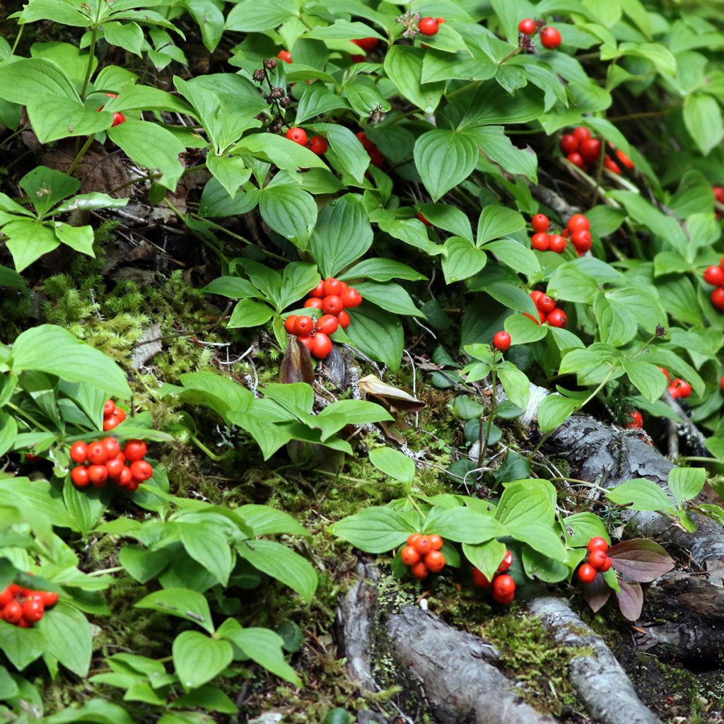 Kanadanruohokanukka - Cornus canadensis