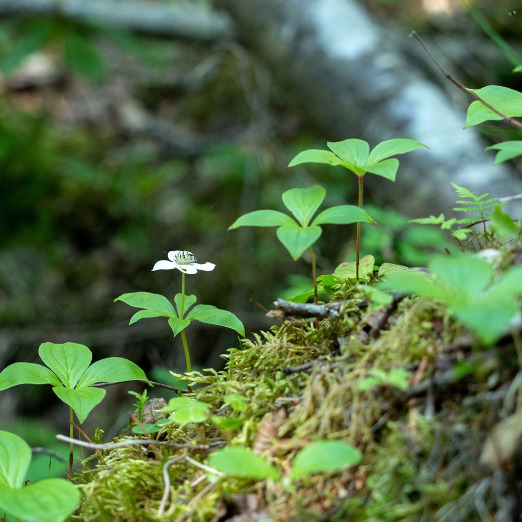 Kanadanruohokanukka - Cornus canadensis