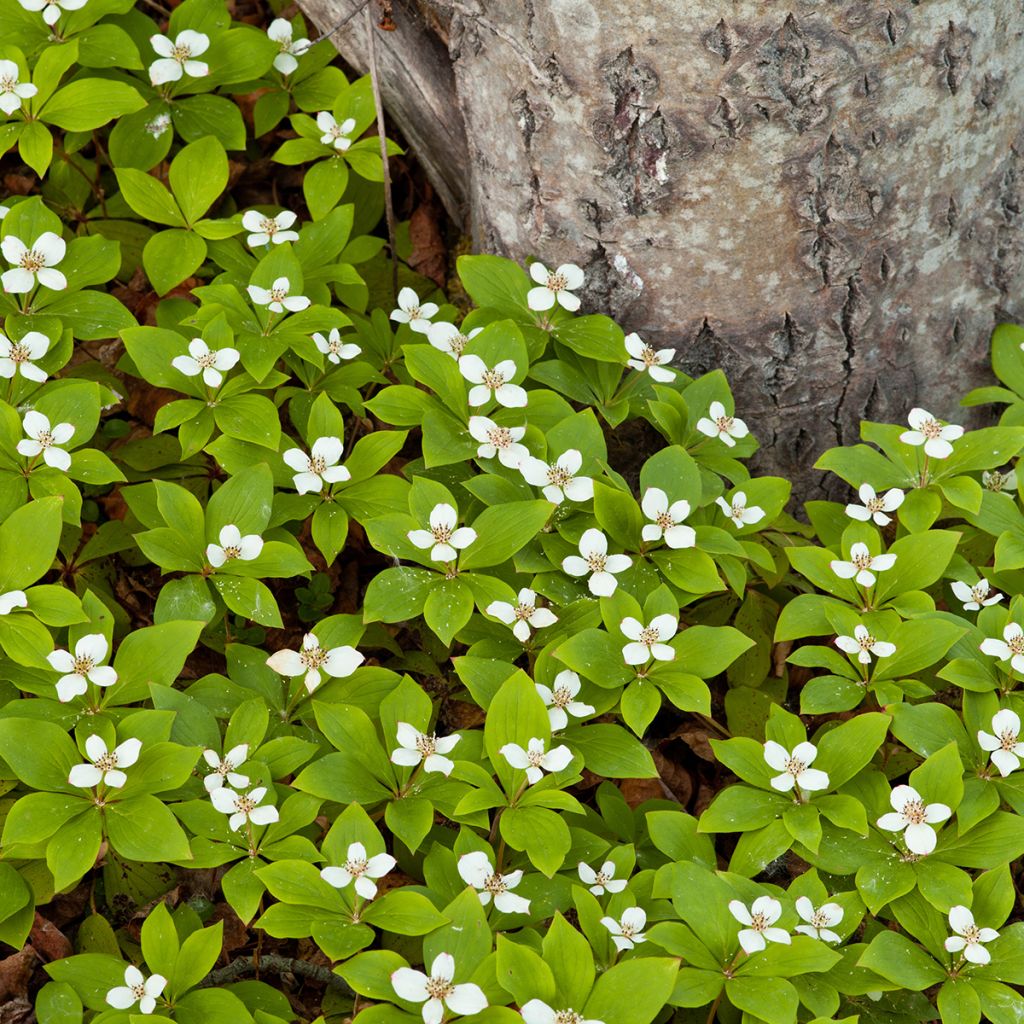 Kanadanruohokanukka - Cornus canadensis