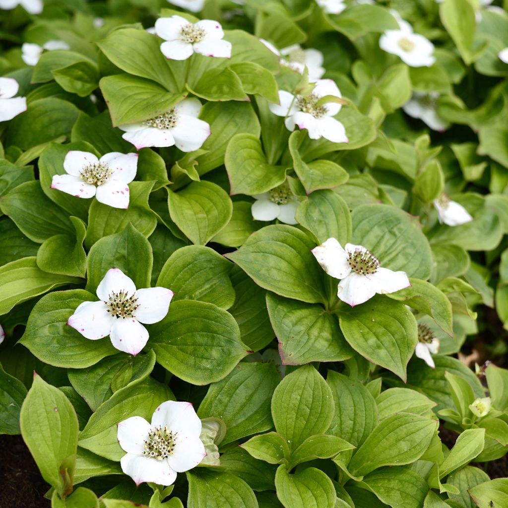 Kanadanruohokanukka - Cornus canadensis