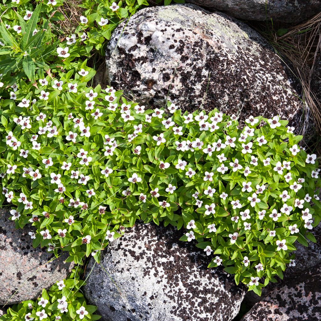 Kanadanruohokanukka - Cornus canadensis