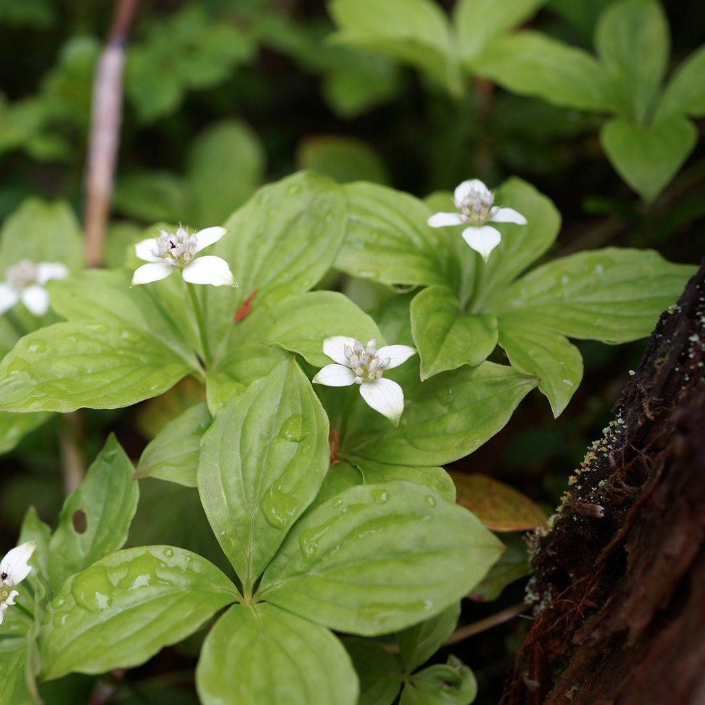 Kanadanruohokanukka - Cornus canadensis