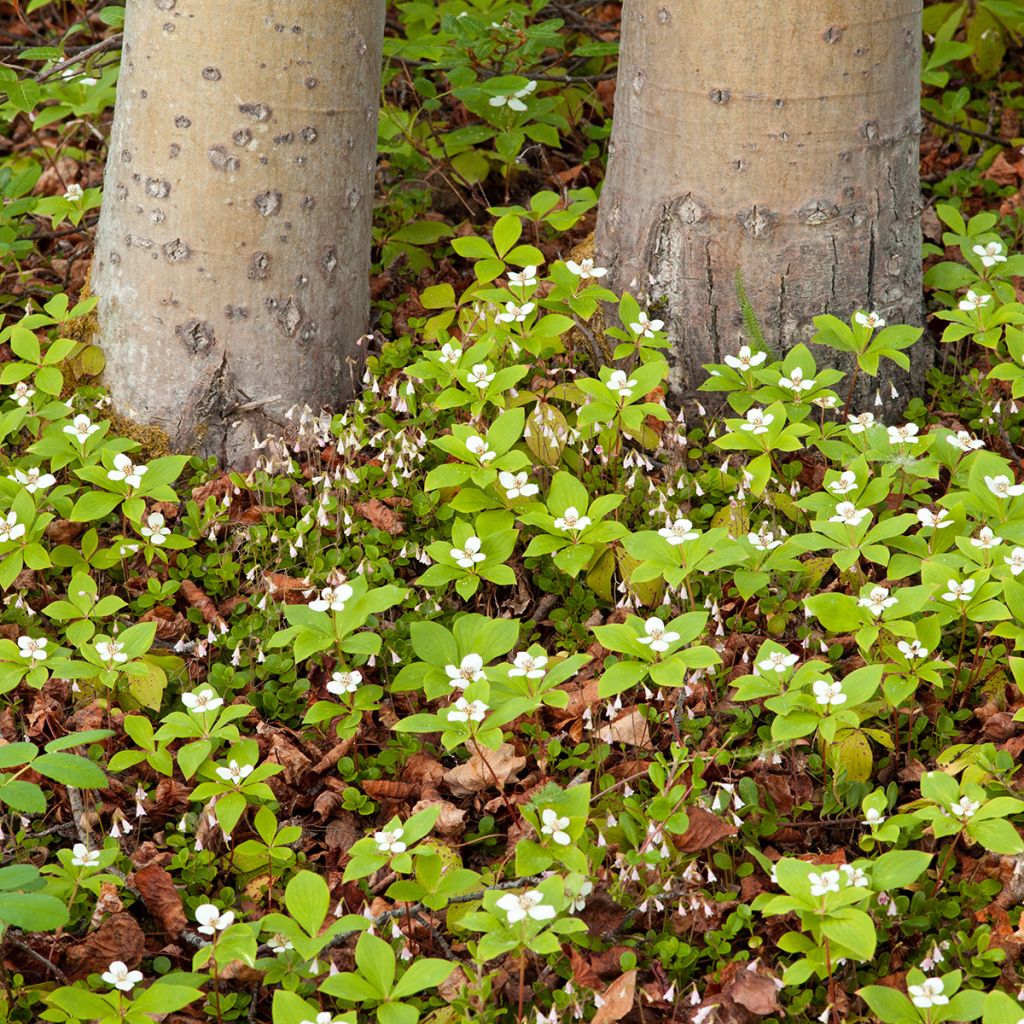 Kanadanruohokanukka - Cornus canadensis