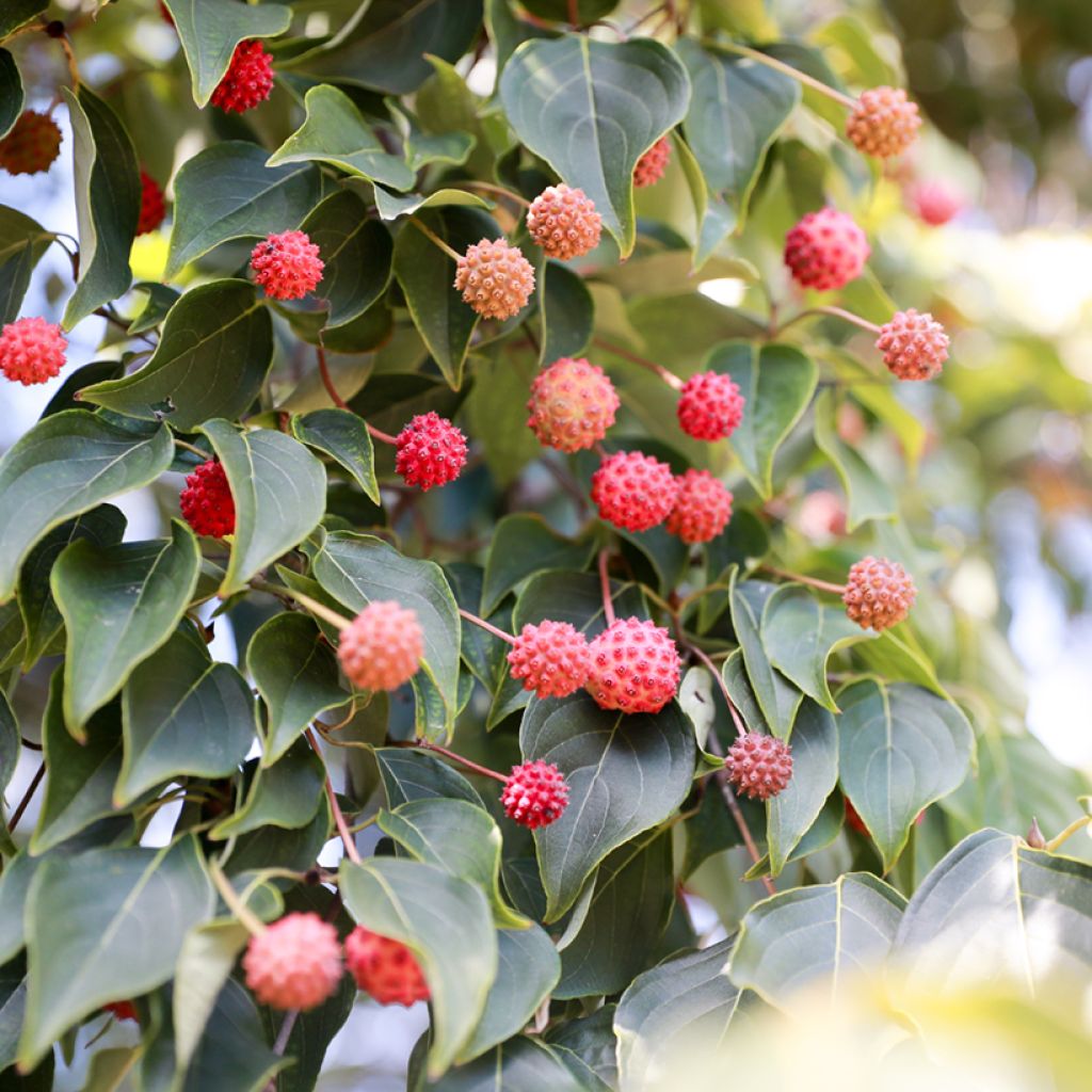 Nuppikanukka - Cornus capitata