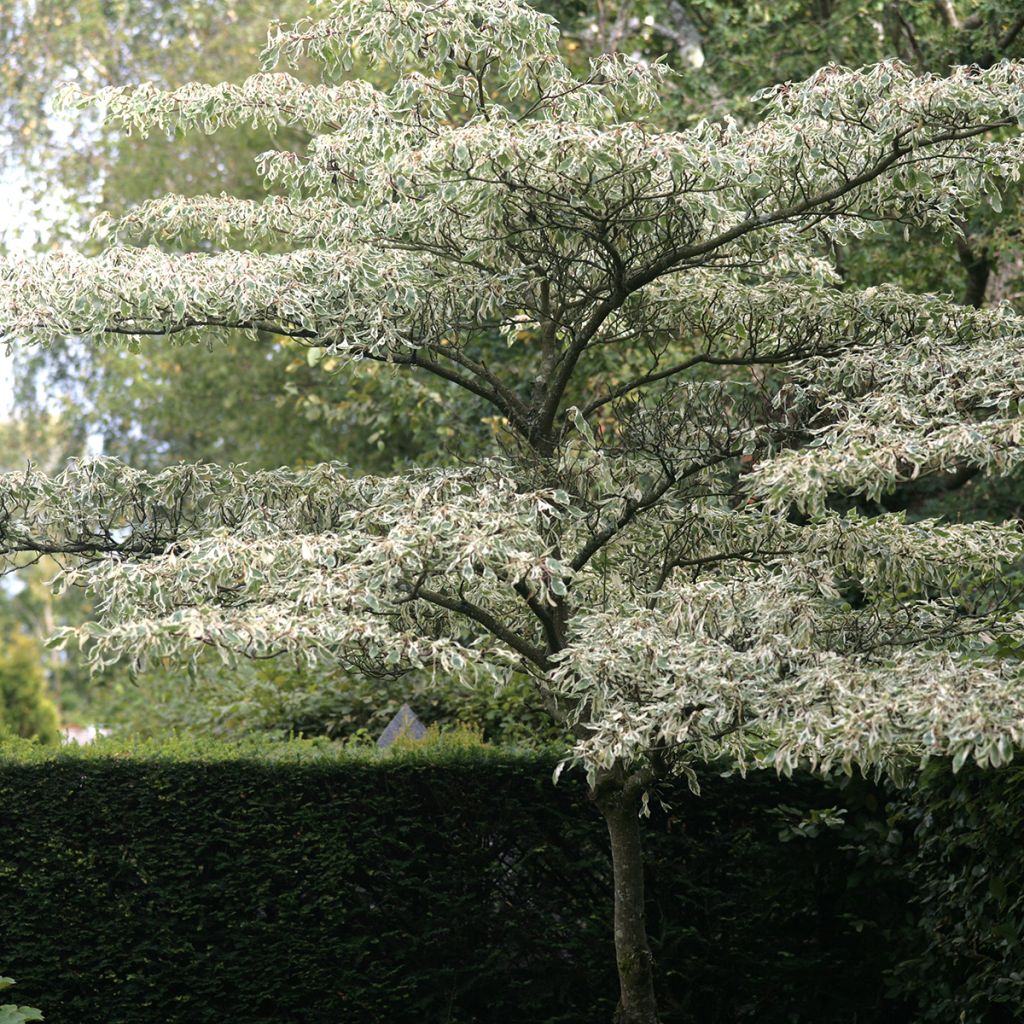 Idänpagodikanukka Variegata
