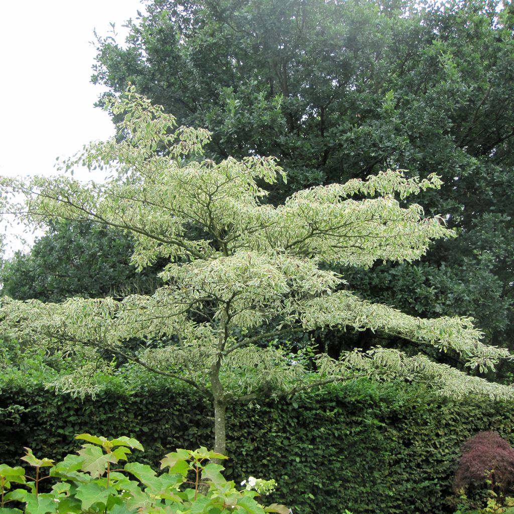Idänpagodikanukka Variegata