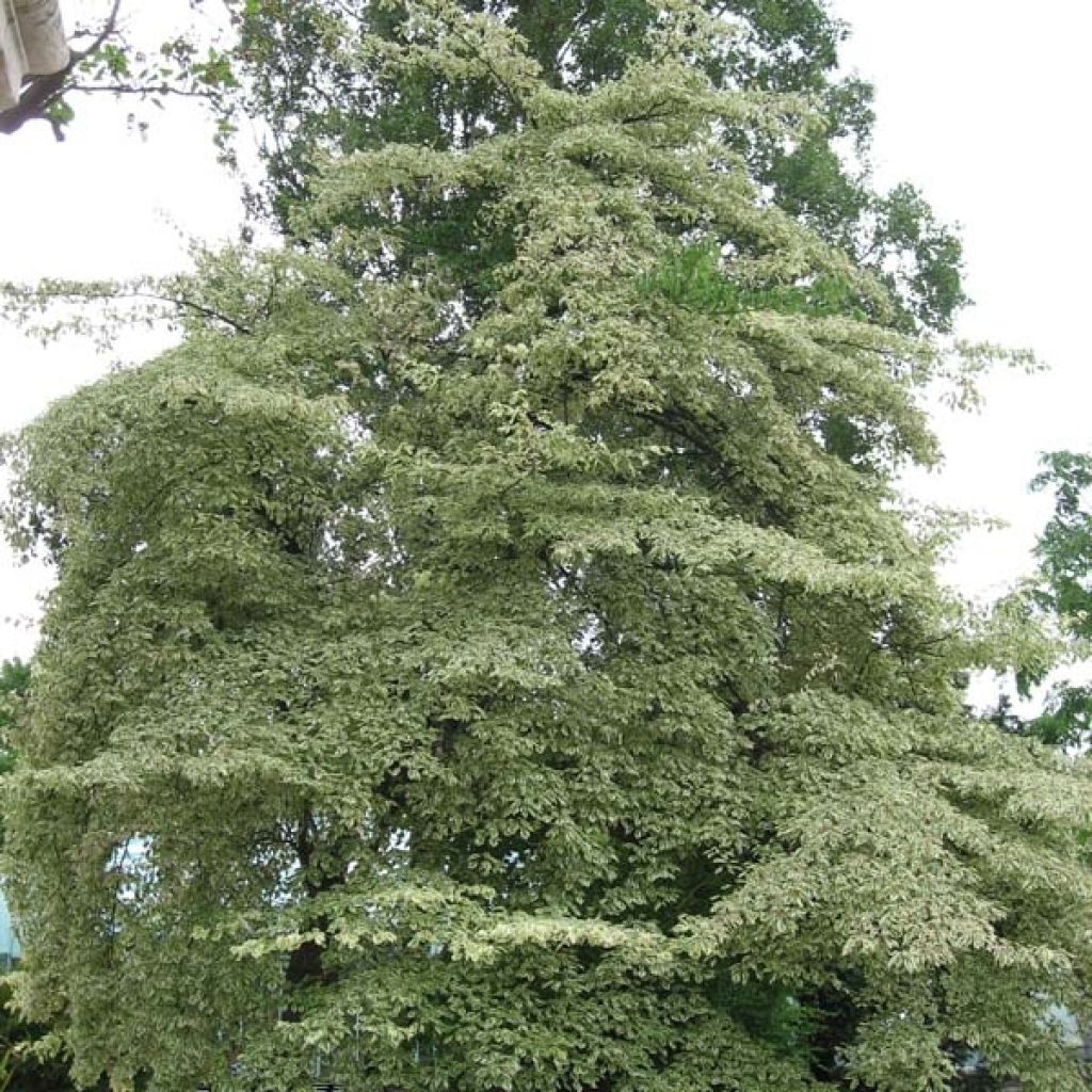 Idänpagodikanukka Variegata