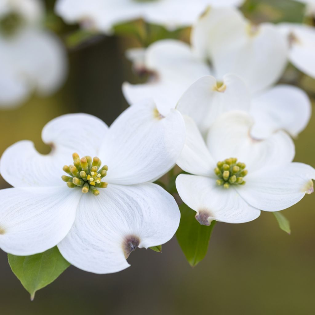 Lännenkukkakanukka - Cornus florida