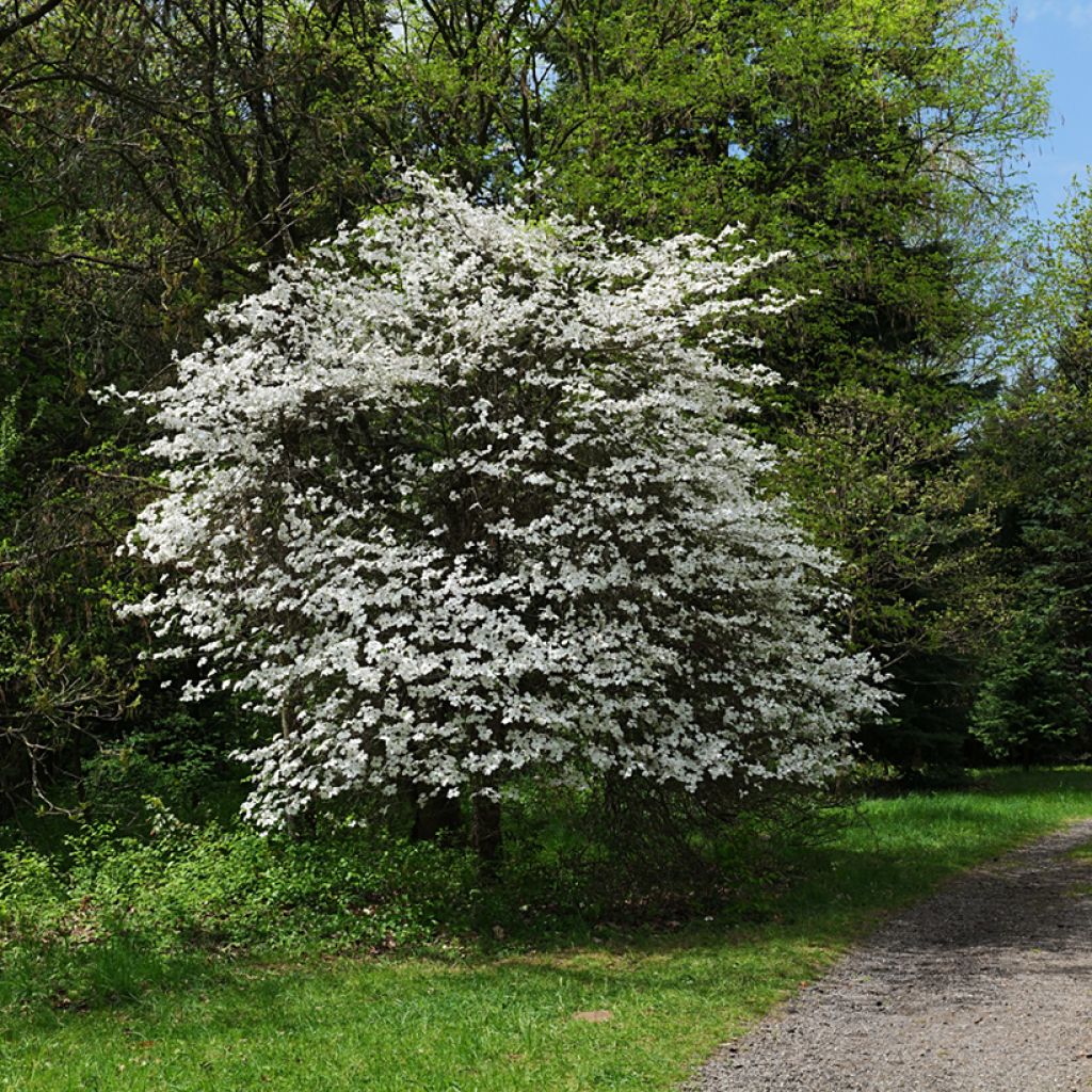 Lännenkukkakanukka - Cornus florida