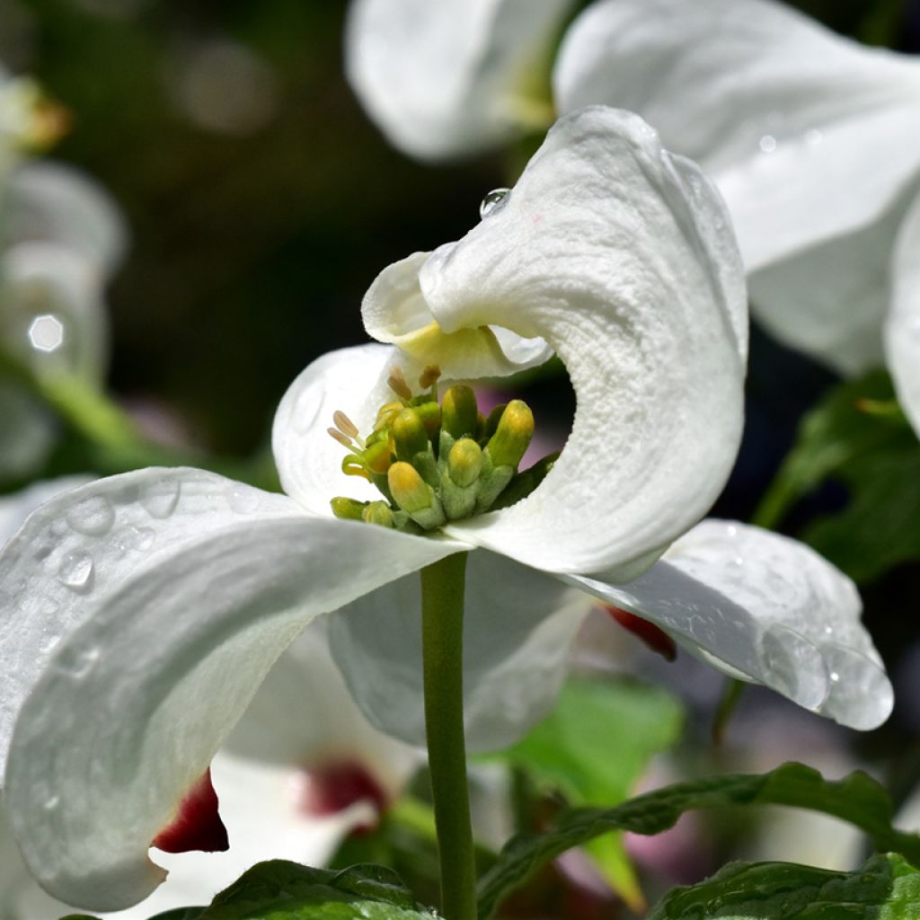 Lännenkukkakanukka - Cornus florida