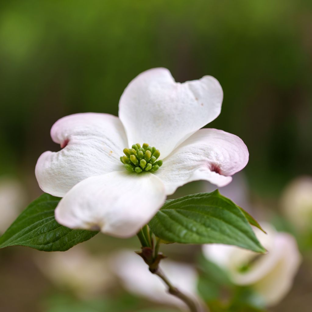 Lännenkukkakanukka - Cornus florida