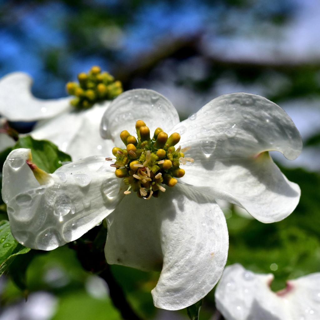 Lännenkukkakanukka - Cornus florida