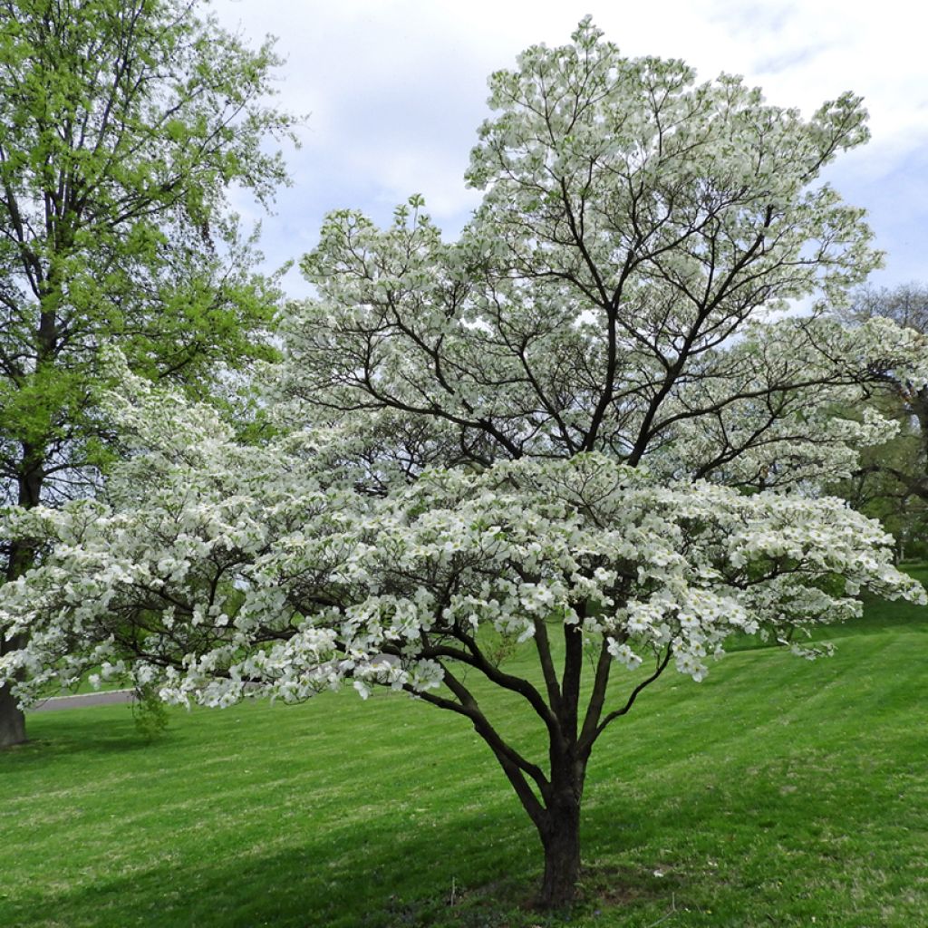 Lännenkukkakanukka - Cornus florida