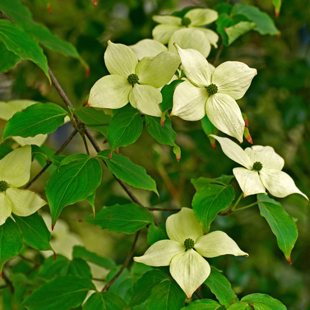 Liljakanukka China Girl