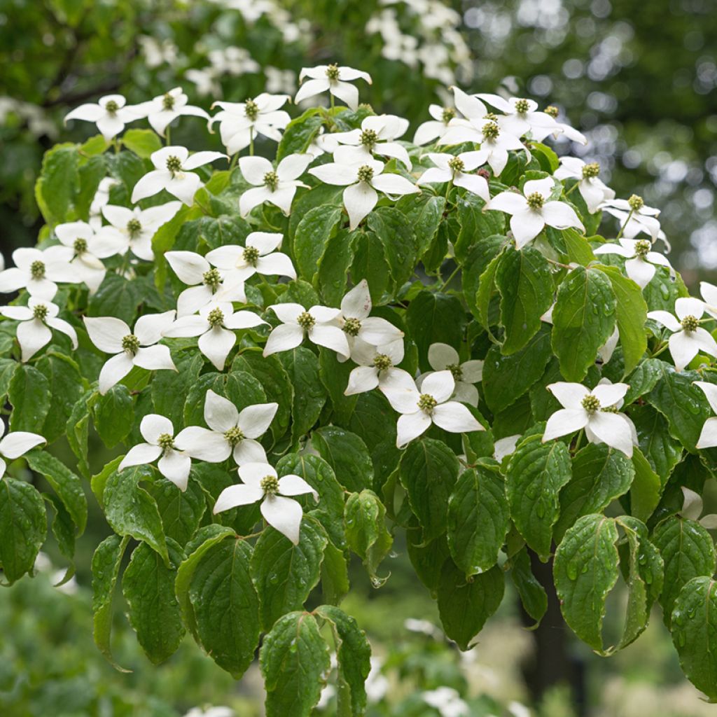 Liljakanukka Chinensis