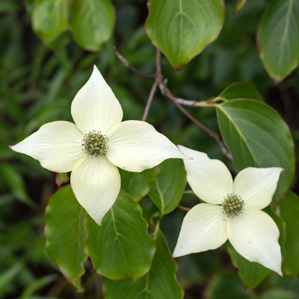 Liljakanukka Chinensis