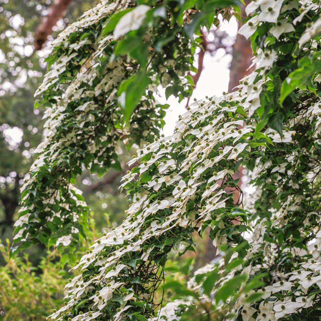 Liljakanukka - Cornus kousa