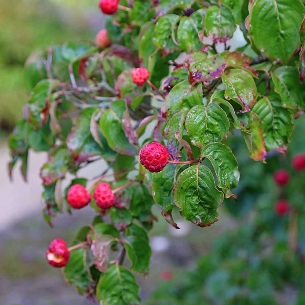 Liljakanukka - Cornus kousa