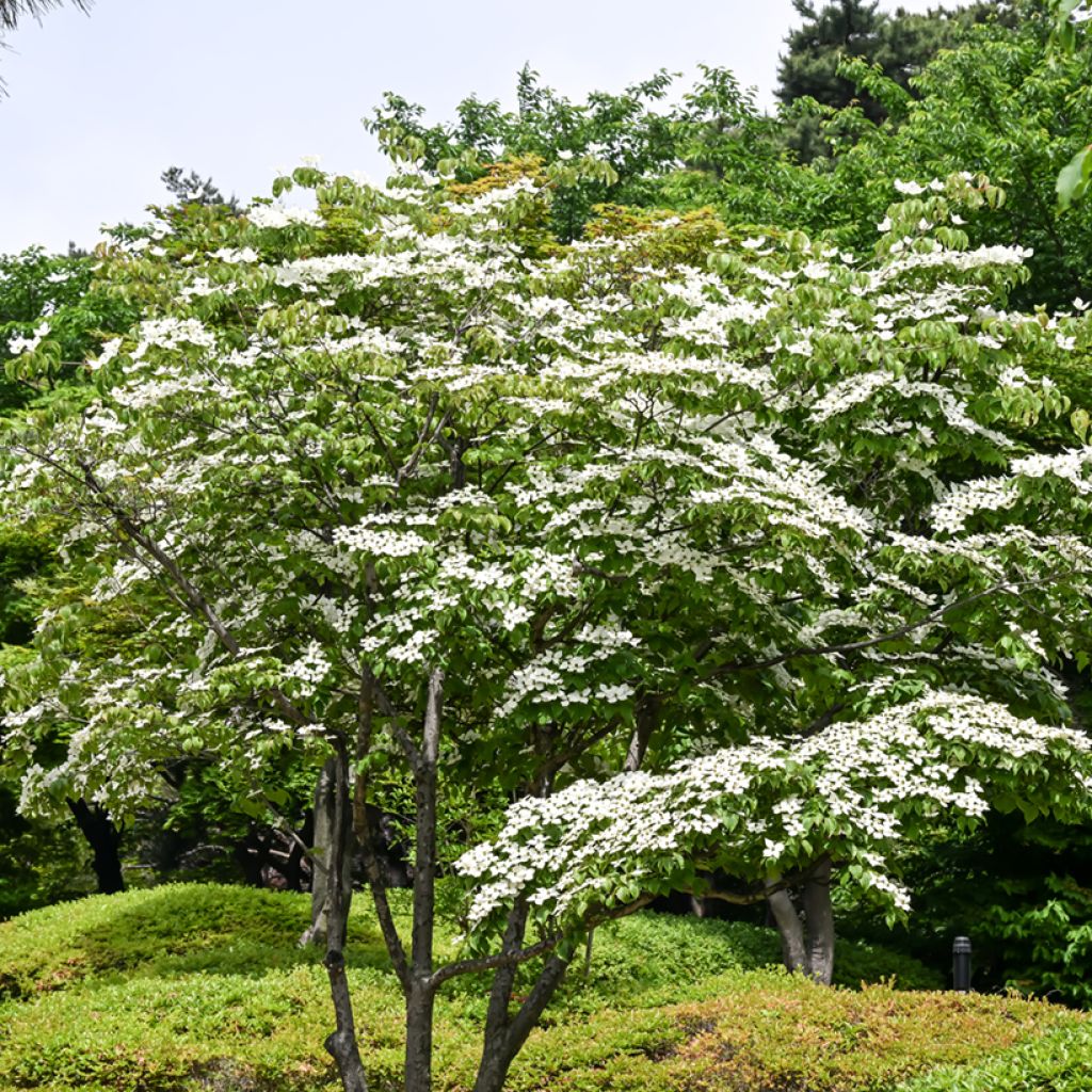 Liljakanukka - Cornus kousa