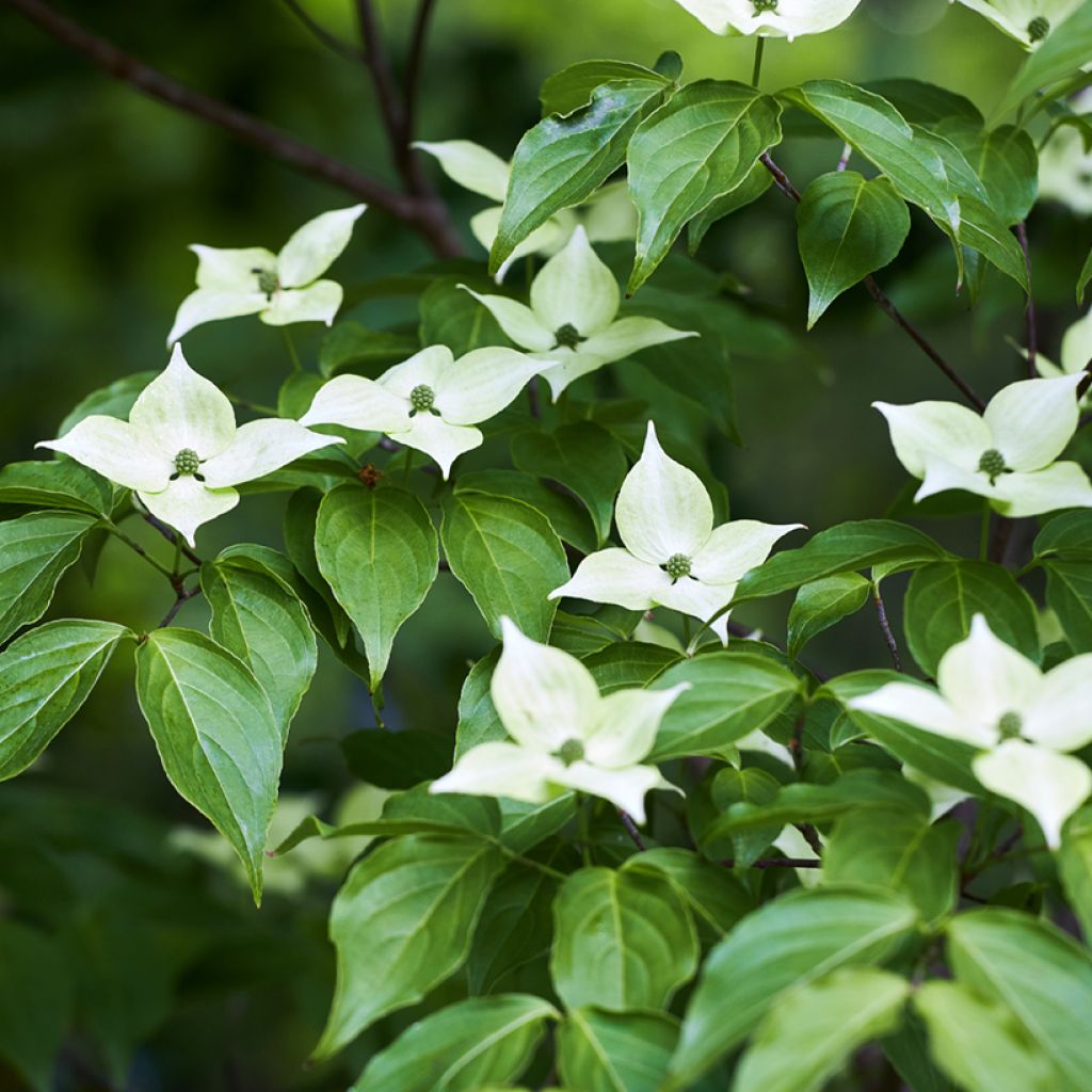 Liljakanukka - Cornus kousa