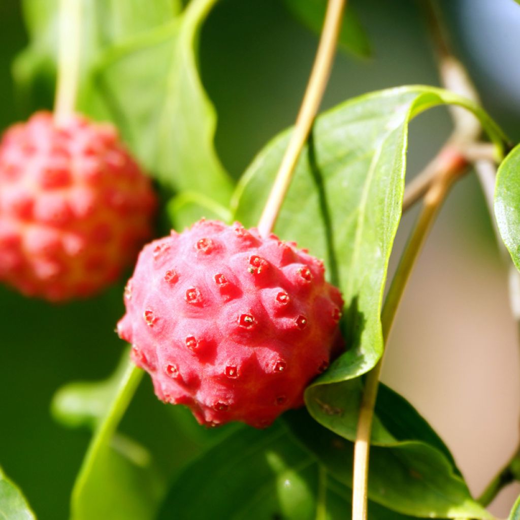 Liljakanukka - Cornus kousa