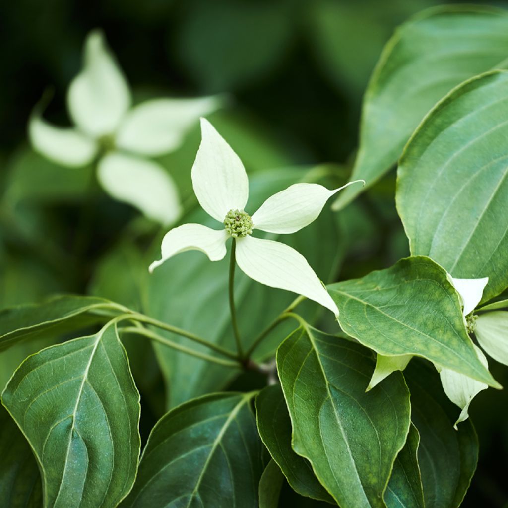 Liljakanukka - Cornus kousa