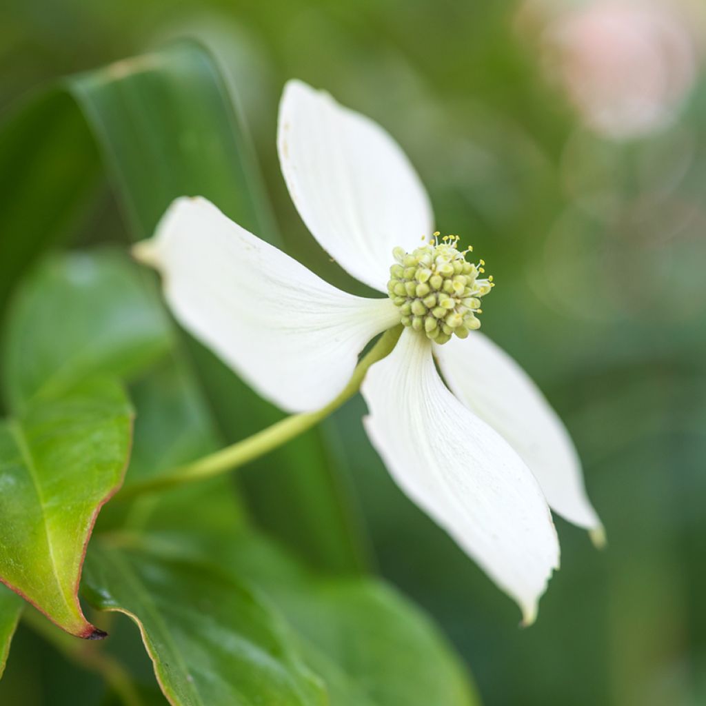 Liljakanukka - Cornus kousa