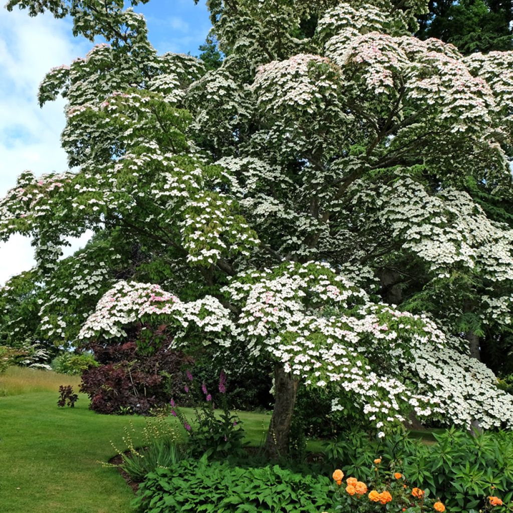 Liljakanukka - Cornus kousa