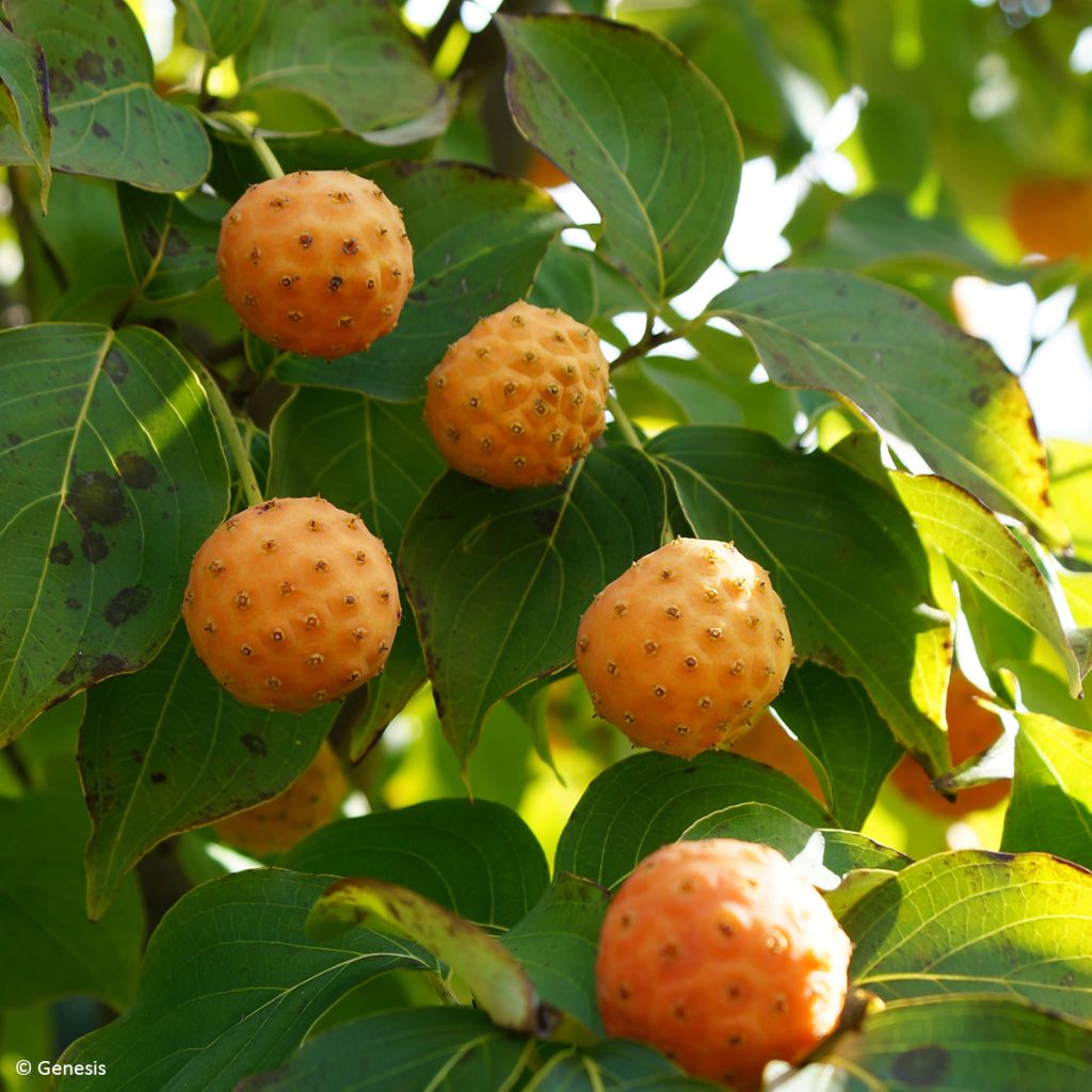 Liljakanukka Madi-II' Mandarin Jewel