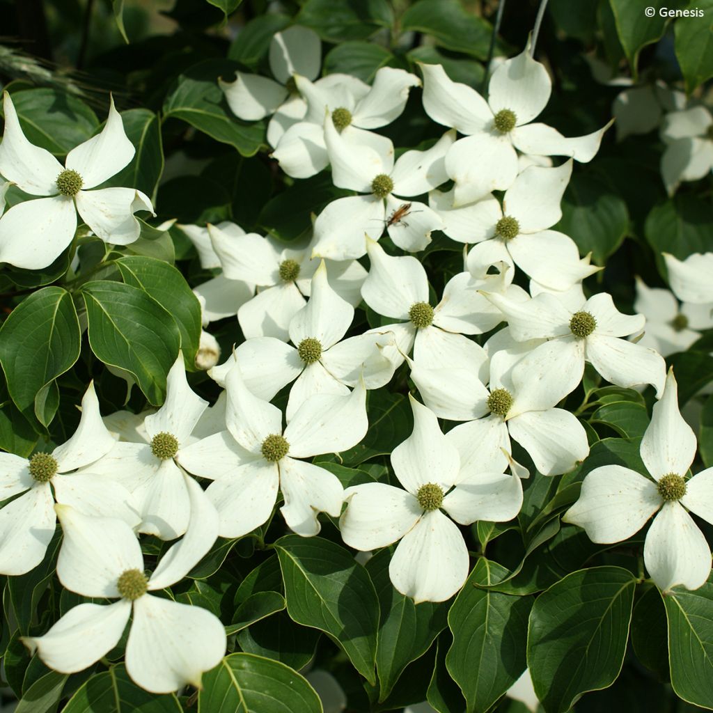Liljakanukka Madi-II' Mandarin Jewel