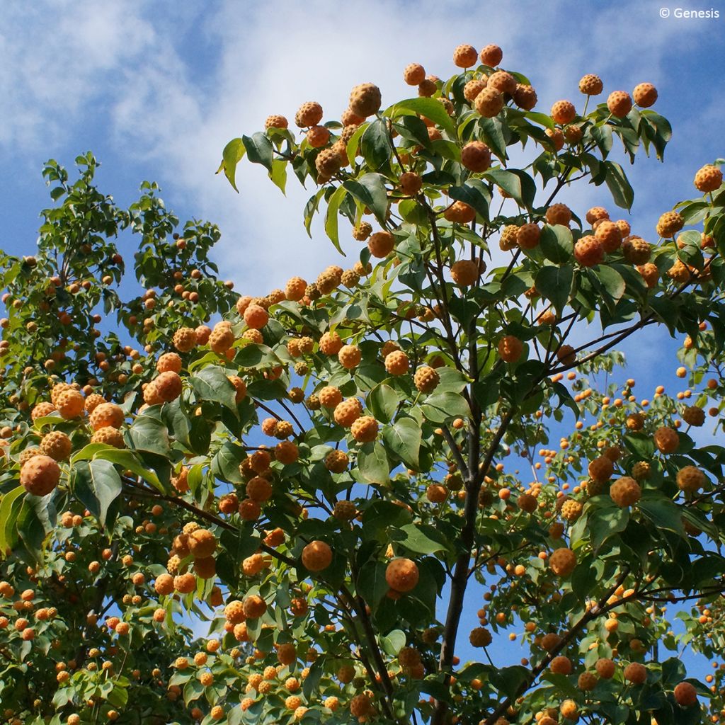 Liljakanukka Madi-II' Mandarin Jewel