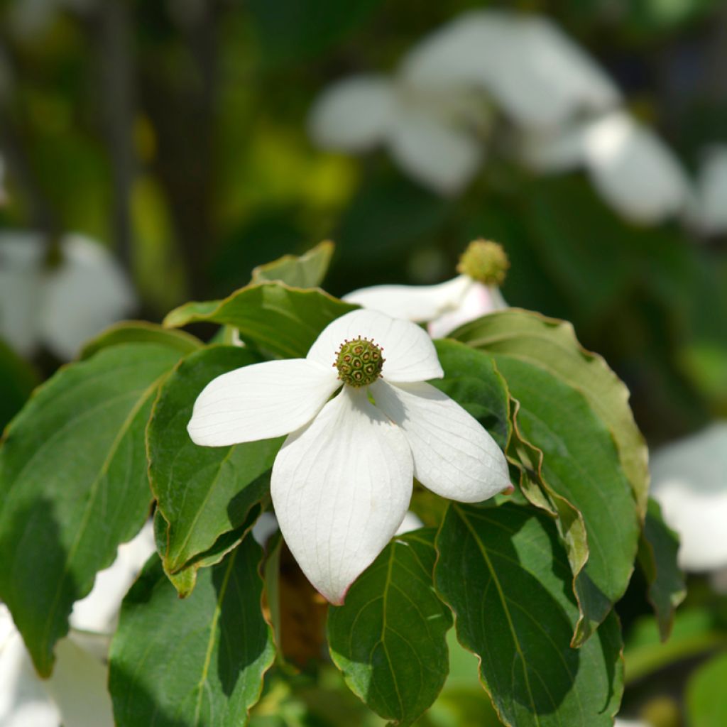 Liljakanukka Teutonia