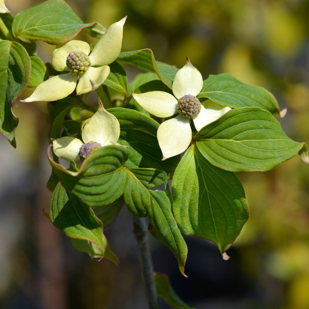 Liljakanukka Teutonia