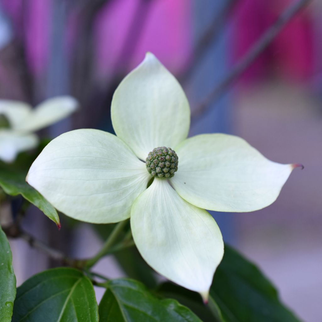 Liljakanukka Teutonia