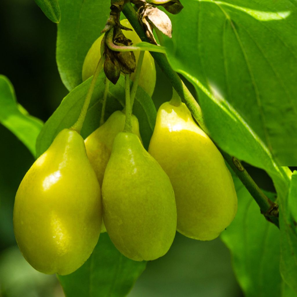 Punamarjakanukka Alosza